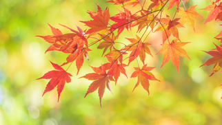 2025年11月4日　早すぎました！