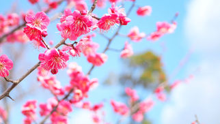 2026年2月4日　我が妹ながら・・すごいなぁ〜 