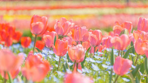 2024年4月26日　花いっぱいの事務所！