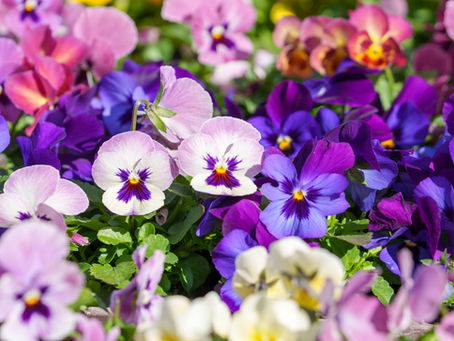 2026年3月5日　続けている事 その④ ひまわりガーデン！