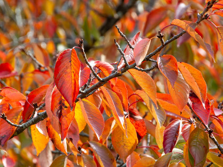 2025年11月26日　昨日は、亡き母の96歳の誕生日！ ①