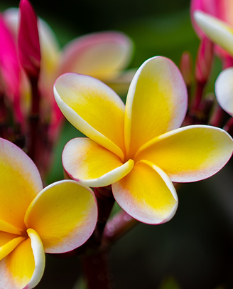 Untitled design (24).png