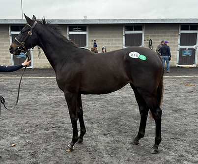 WhatsApp Image 216_edited.jpg