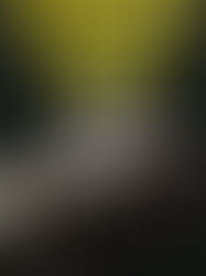 Los últimos días de Franco vistos en TVE