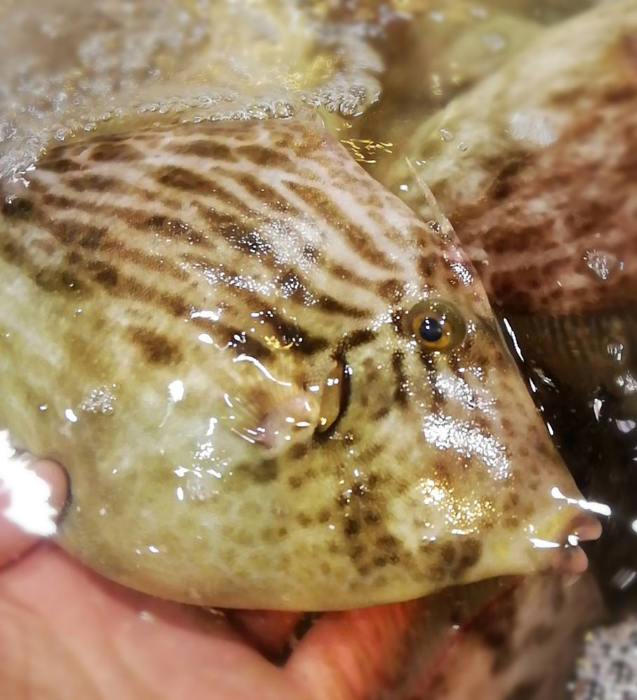 11月の旬のお魚は カワハギ 11月の旬のお魚は カワハギ