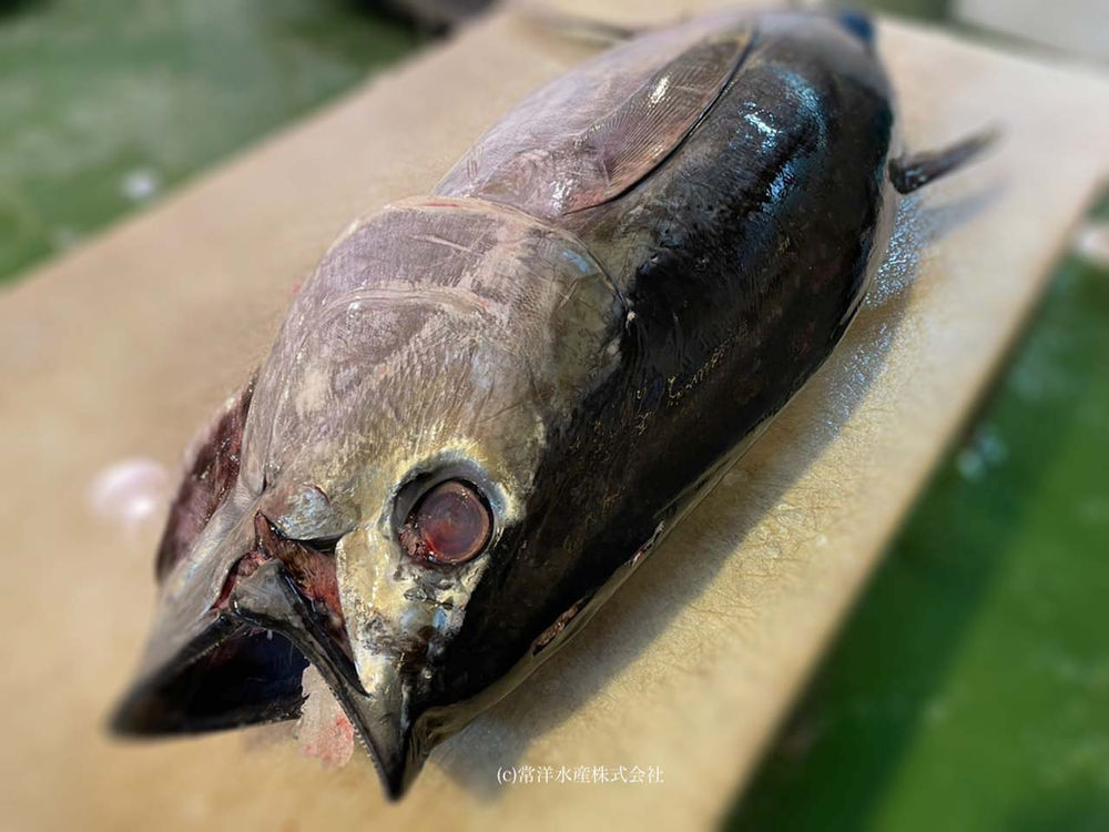 11月の旬のお魚は メバチマグロ