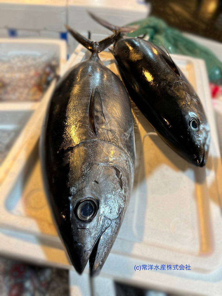 1月の旬のお魚は「メジマグロ」