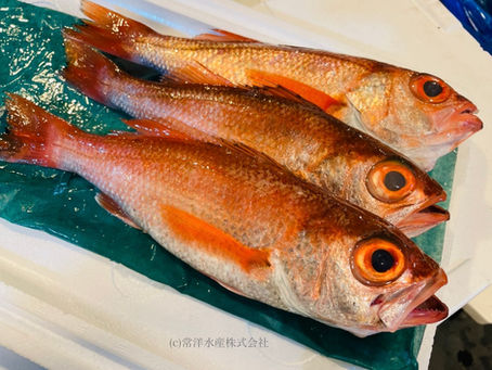 10月の旬のお魚は「アカムツ」