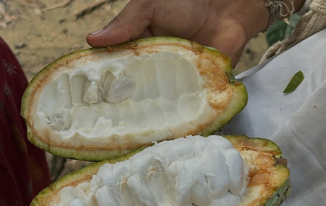 Cocoa Pod