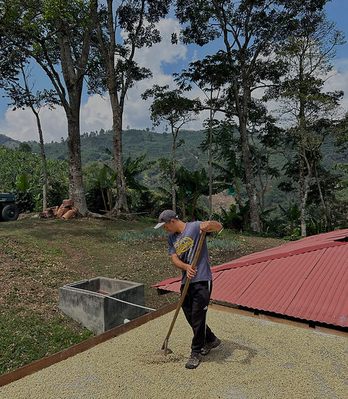 Coffee Drying