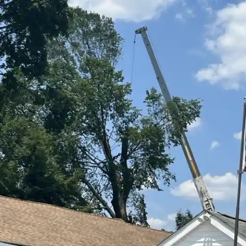 Tree-Service-08619.webp