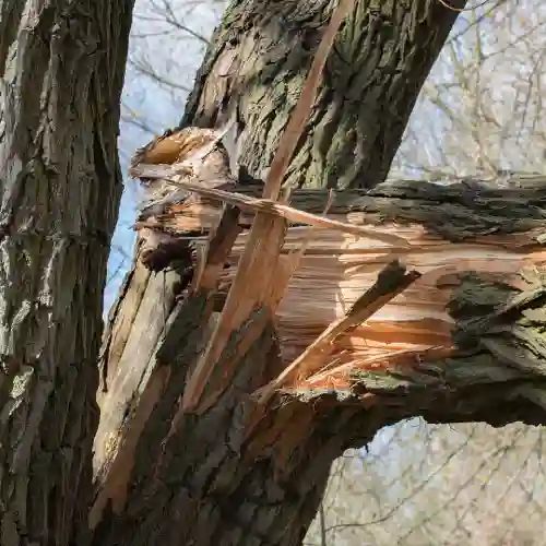Emergency-Tree-Service-Hamilton-Township-NJ.webp