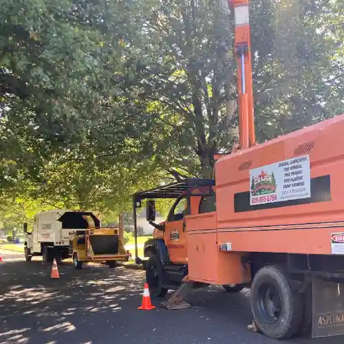 Hamilton-Tree-Service-08690.webp