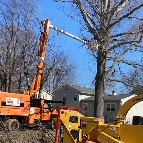 Professional-Tree-Service.webp