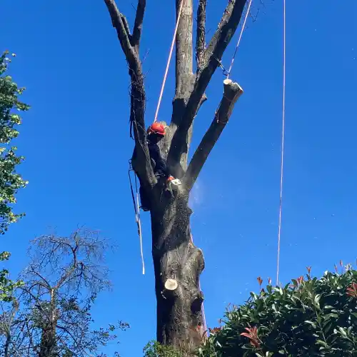 Tree-Service-in-Hamilton.webp