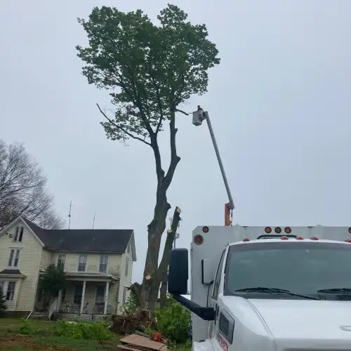 Tree-Service-08650.webp