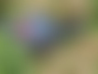 Colisão frontal na BR-050 deixa um morto e duas pessoas feridas, em Uberlândia