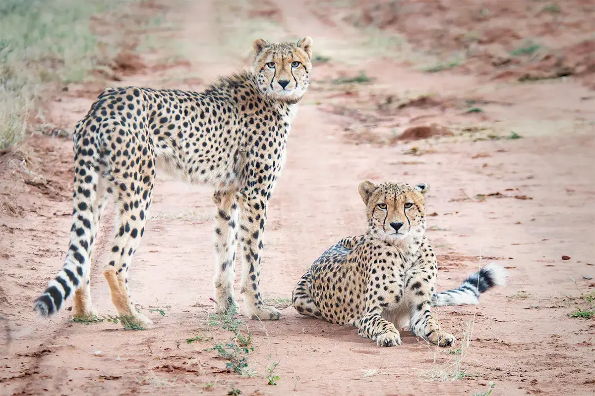 Cheetahs - Magical Photo Tours, Greater Kruger National Park, Learn photography, Small group, Personally guided