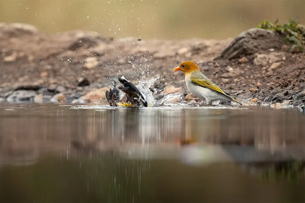 ZweiWebervögel beim Baden an einer Wasserstelle im Greater Kruger – Hide-Vogelfotografie Südafrika