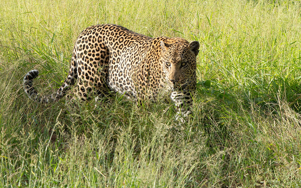 hero_leopard3.jpg