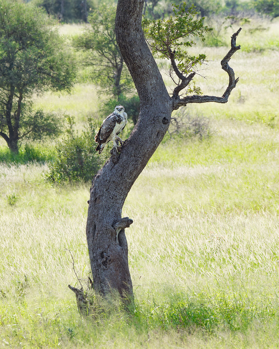 Hawk Eagle - photography workshop, Swiss tour guide, Safari, Greater Kruger South Africa, photo tour, personally guided