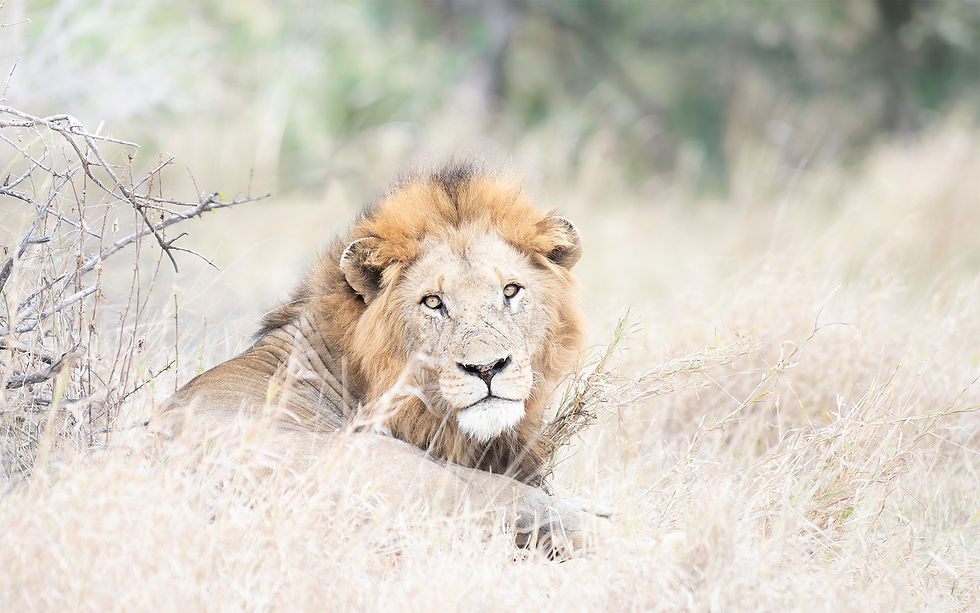 hero_lion_male2.jpg