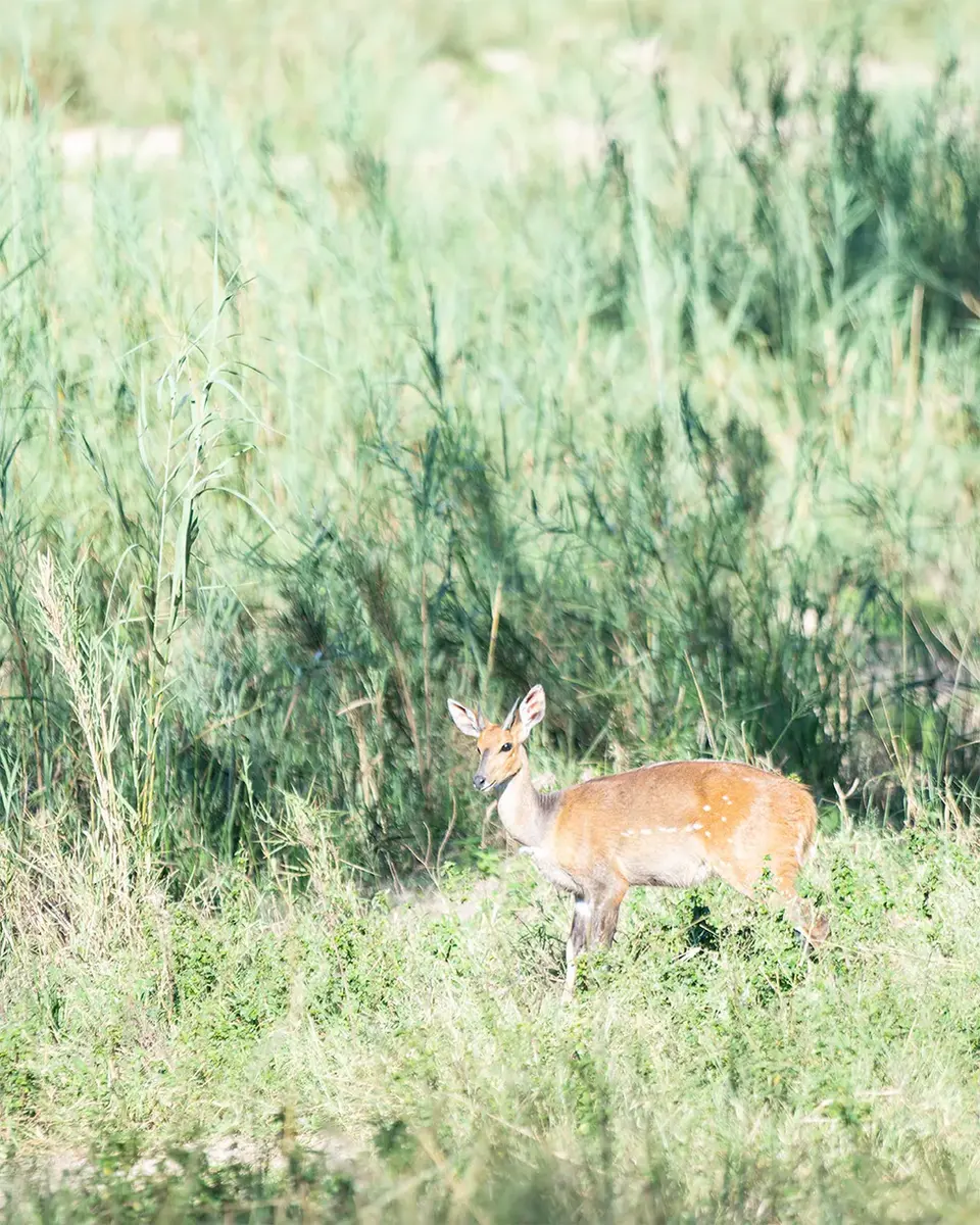 Bushbuck Antelope – team of experts, guiding personally, safari, game drives, small group, photography workshop, South Africa