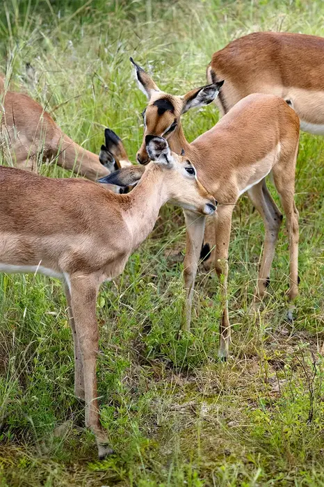 Zwei junge Impalas bei der gegenseitigen Fellpflege in der Savanne des Greater Kruger – Wildtierfotografie Safari