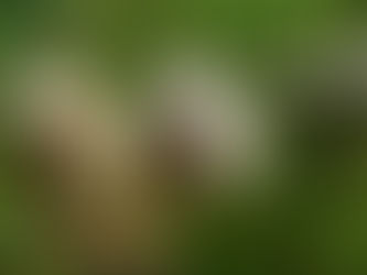 Kaeng Krachan, un sanctuaire naturel encore préservé en Thaïlande