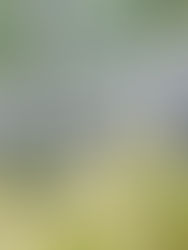 Kui Buri offre l’une des expériences les plus sincères de Thaïlande : observer les éléphants sauvages en liberté, au cœur d’un parc national préservé.