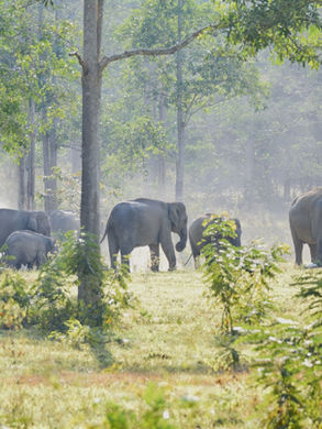 Kui Buri offre l’une des expériences les plus sincères de Thaïlande : observer les éléphants sauvages en liberté, au cœur d’un parc national préservé.