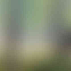 Observation des éléphants sauvages en Thaïlande avec un guide local à Kui Buri