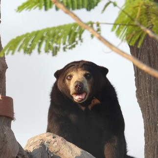 WFFT et I Love Phants Lodge : inspection Asiajet d’un séjour responsable en Thaïlande