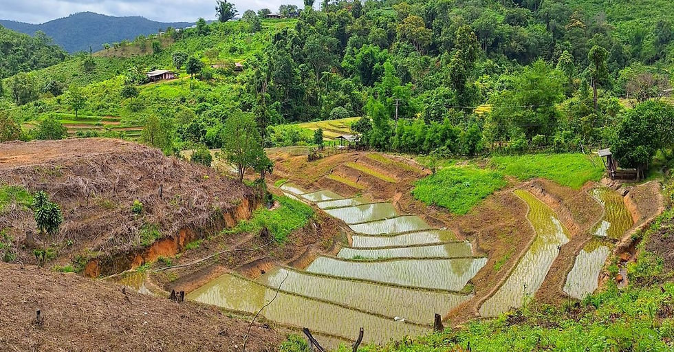 Riziere et paysages tropicaux lors d’un trek à Chiang Mai