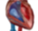 Cardiac Physiology