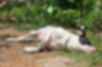 a dog sleeping in the garden