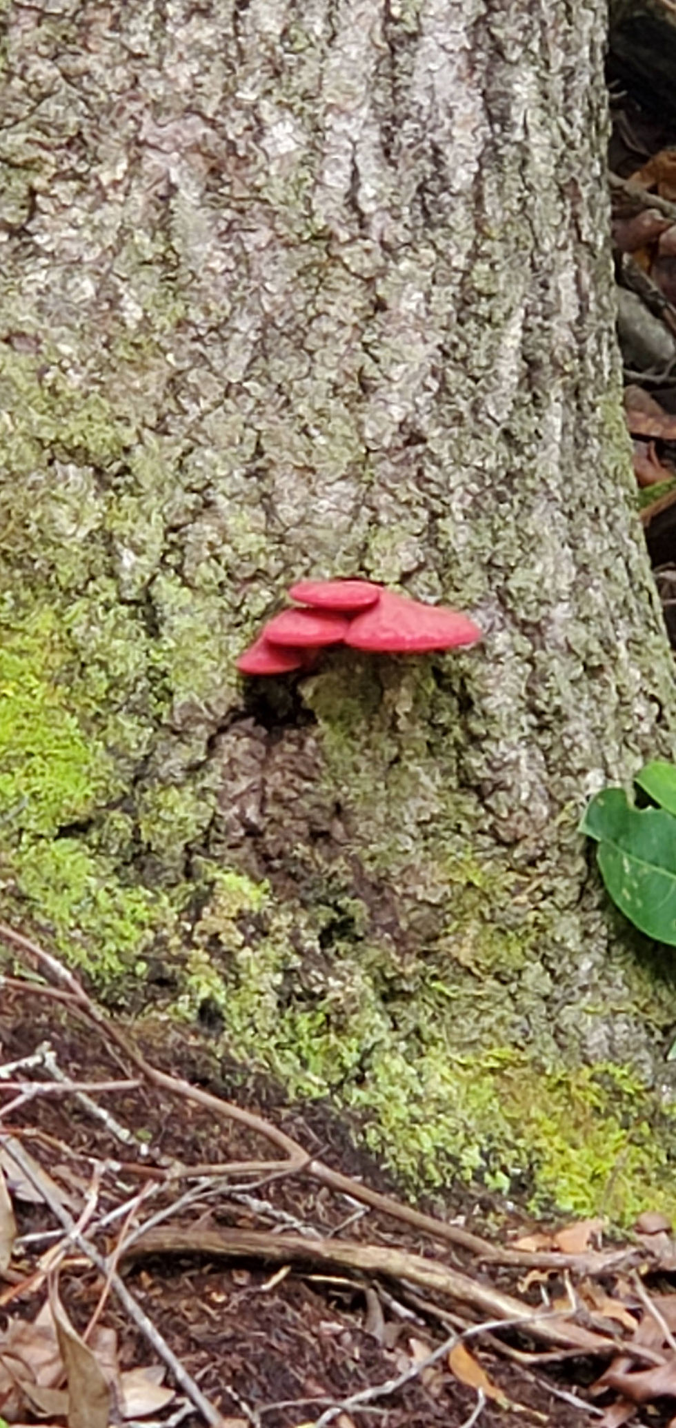 Thumbnail: Forest Beauty