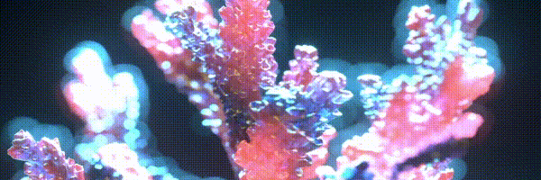 Tetra Tara website.gif