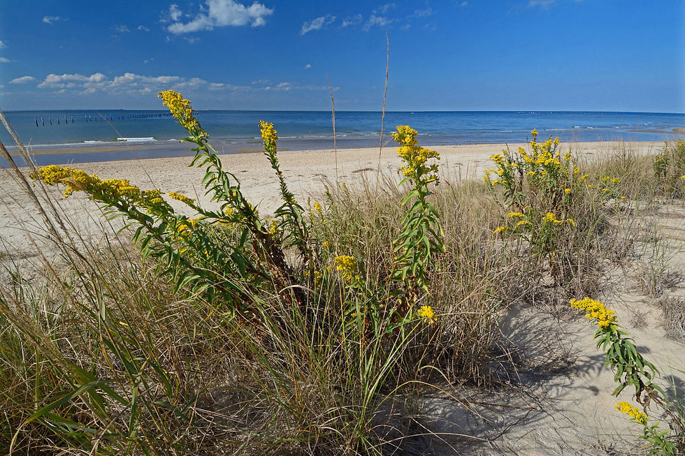 Thumbnail: Northern Seaside Goldenrod Seed Packet