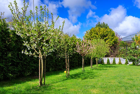 Trees in garden.jpg
