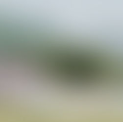 Queen Bees of society grace the lush greenery with their elegance and charm, Creativeclouddesigns Photography