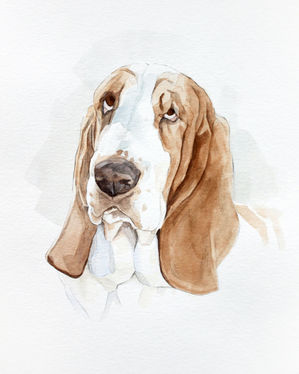 Watercolor painting commission of a portrait of a basset hound by artist Alexis Bocelli.