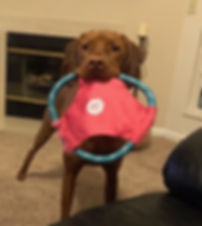 Brix toy in mouth.jpeg