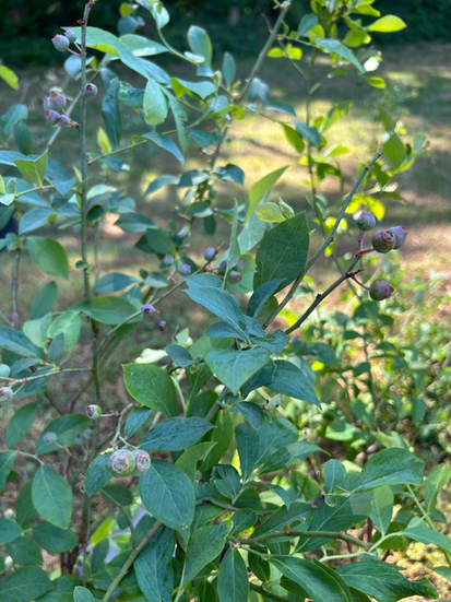 Blueberry bush in the Fresh Oasis Garden