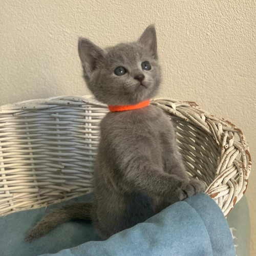 Russian Blue Adoption Russian Blue Cat Adoption 2025