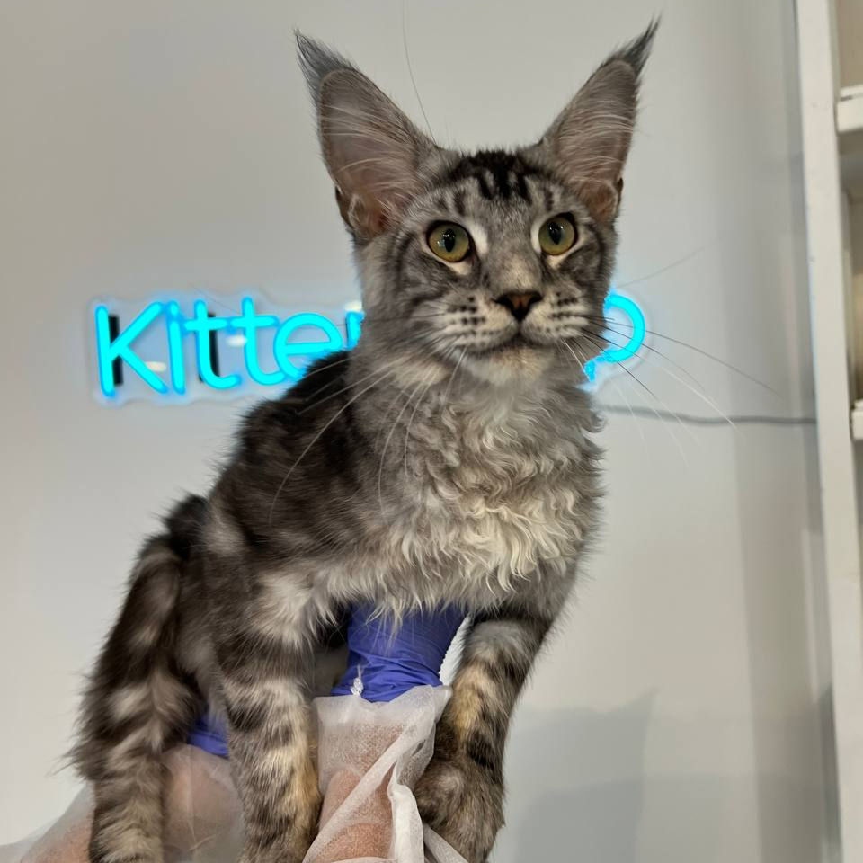 Thumbnail: 1068 Oliver purebred Maine Coon Male Kitten