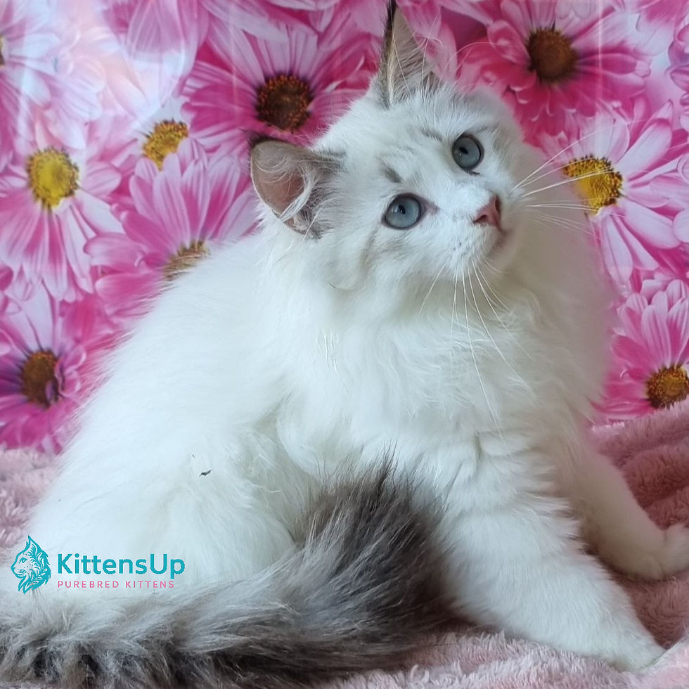 Siberian