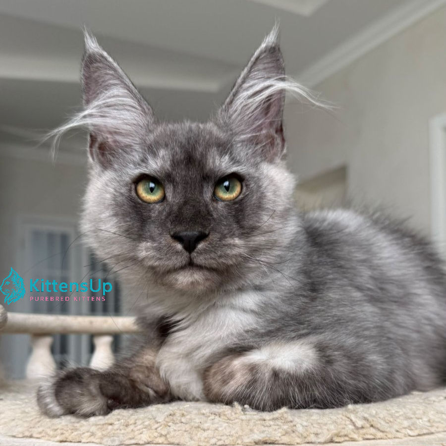 Maine Coon