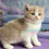 Thumbnail: 148 Olya (U) British shothair female kitten
