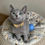 Thumbnail: 519 Zizi (PL) purebred Russian blue female kitten
